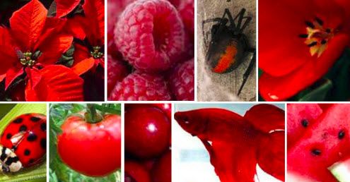 Studies Show Your Favourite Colour Reveals Your Personality! Studies Show Your Favourite Colour Reveals Your Personality!