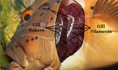 Epiglottis of fish