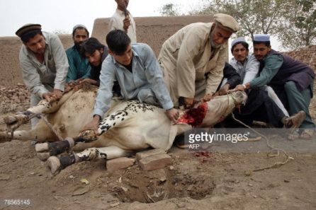 Halal slaughter