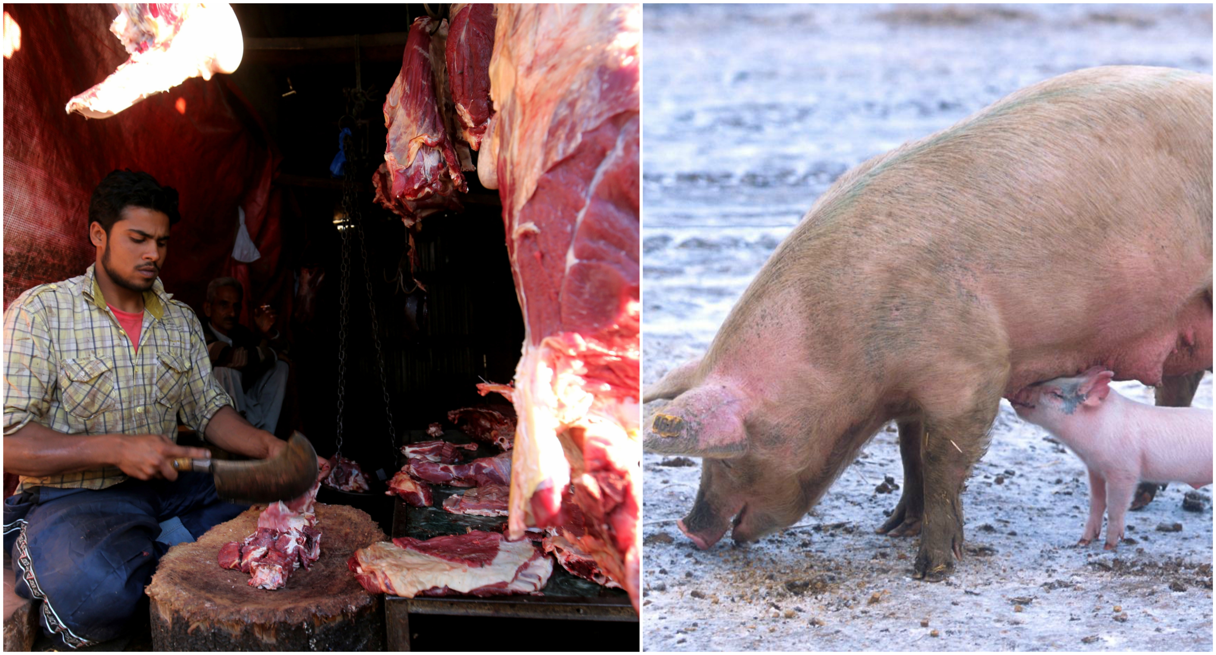 The Surprising Dietary Habits Of Donkeys: Meat Included? - 57lyhpb