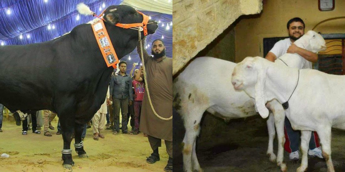 Here's How Eid-ul-Azha Turns Into A Showoff Parade Instead Of An Islamic Practice Here's How Eid-ul-Azha Turns Into A Showoff Parade Instead Of An Islamic Practice