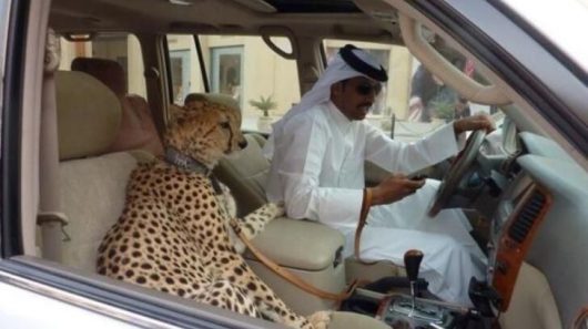 big cats