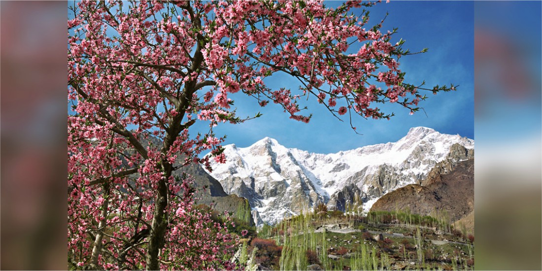 5 Places Every Pakistani Needs to Visit to Witness the Magical "Cherry