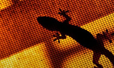 killing lizard in islam