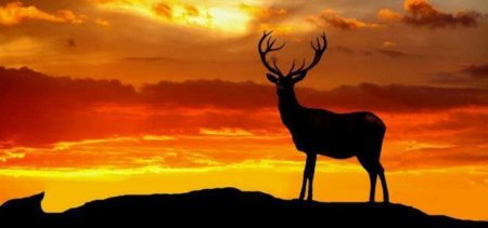 deer quotes
