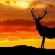 deer quotes