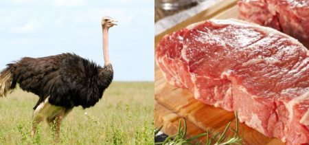 Benefits Of Ostrich Meat
