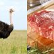 Benefits Of Ostrich Meat