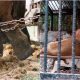 islamabad zoo animals