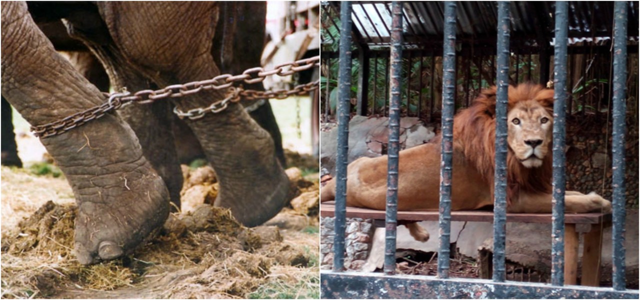 The Islamabad Zoo Animals Are Treated Horribly Issue Goes To Court