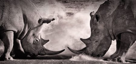 gray rhino