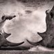 gray rhino