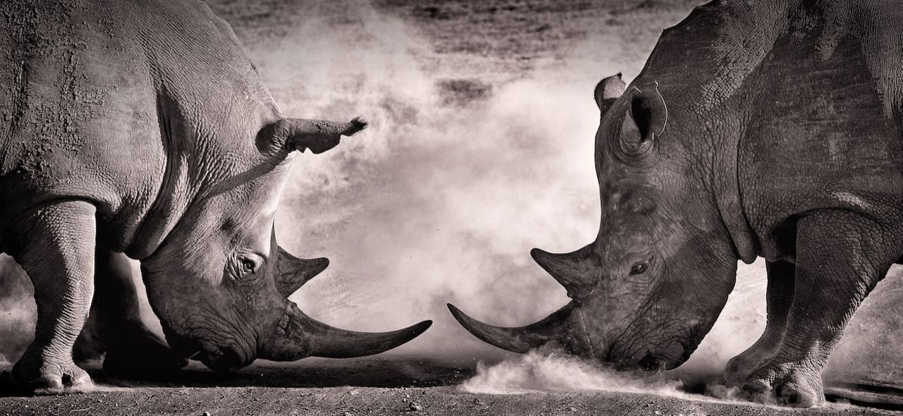 gray rhino