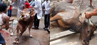 qurbani for the dead