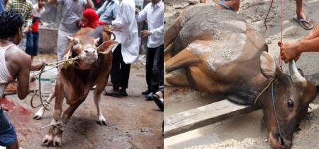 qurbani for the dead