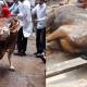 qurbani for the dead