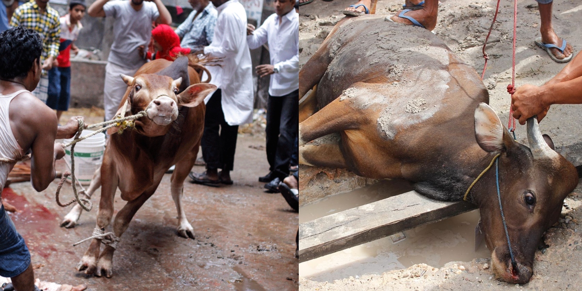 Here Is What You Need To Know About Offering Qurbani For The Dead|