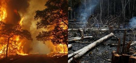 amazon forest fire