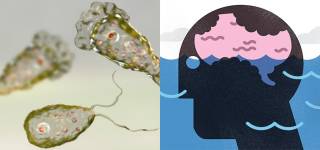 Naegleria Fowleri