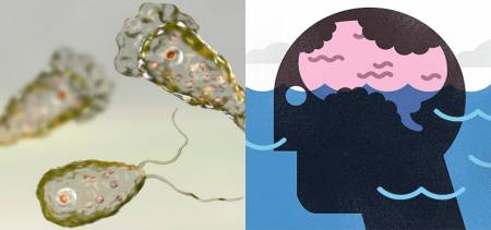 Naegleria Fowleri