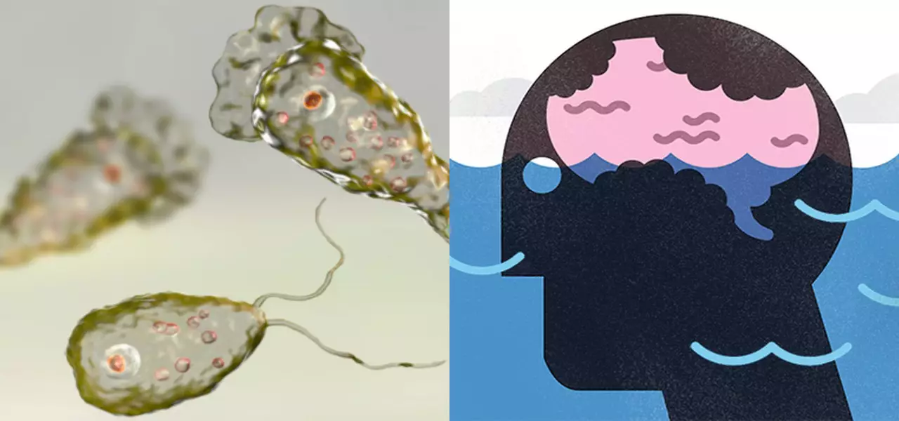 brain eating amoeba