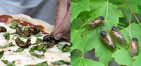 how to prepare cicadas