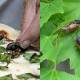 how to prepare cicadas
