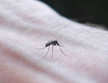 dengue fever symptoms