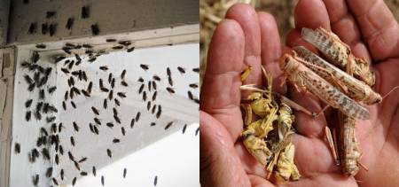 Karachi bug infestation
