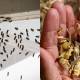 Karachi bug infestation