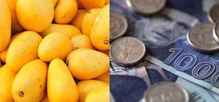 pakistan mango export