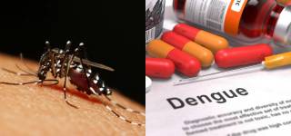 dengue fever symptoms