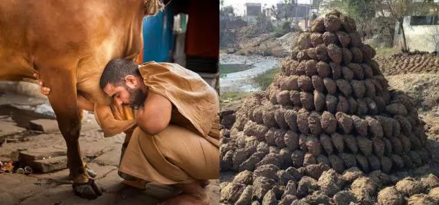 Indians Are Claiming That Cow Dung Can Prevent Nuclear Radiations And Ew, Someone Stop Them! Indians Are Claiming That Cow Dung Can Prevent Nuclear Radiations And Ew, Someone Stop Them!