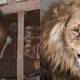 Man Unleashed Lion