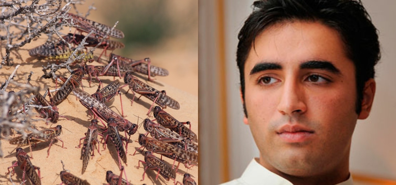 Locusts swarm Thar's venue for Bialwal's speech