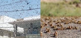 locusts in quran