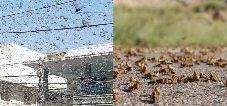 locusts in quran