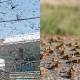 locusts in quran