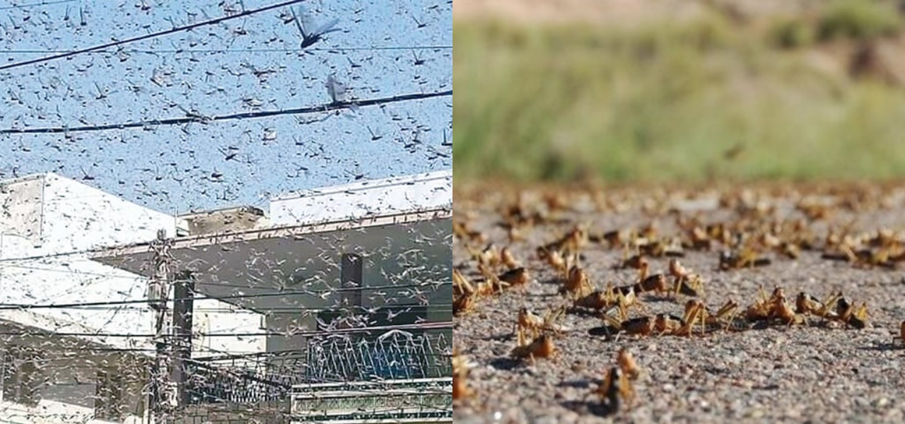 locusts in quran