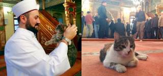cat in turkey mosque