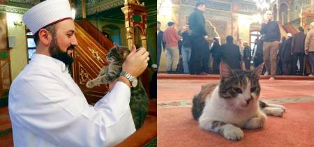 cat in turkey mosque