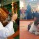 cat in turkey mosque