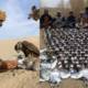 Qatari arrested hunting