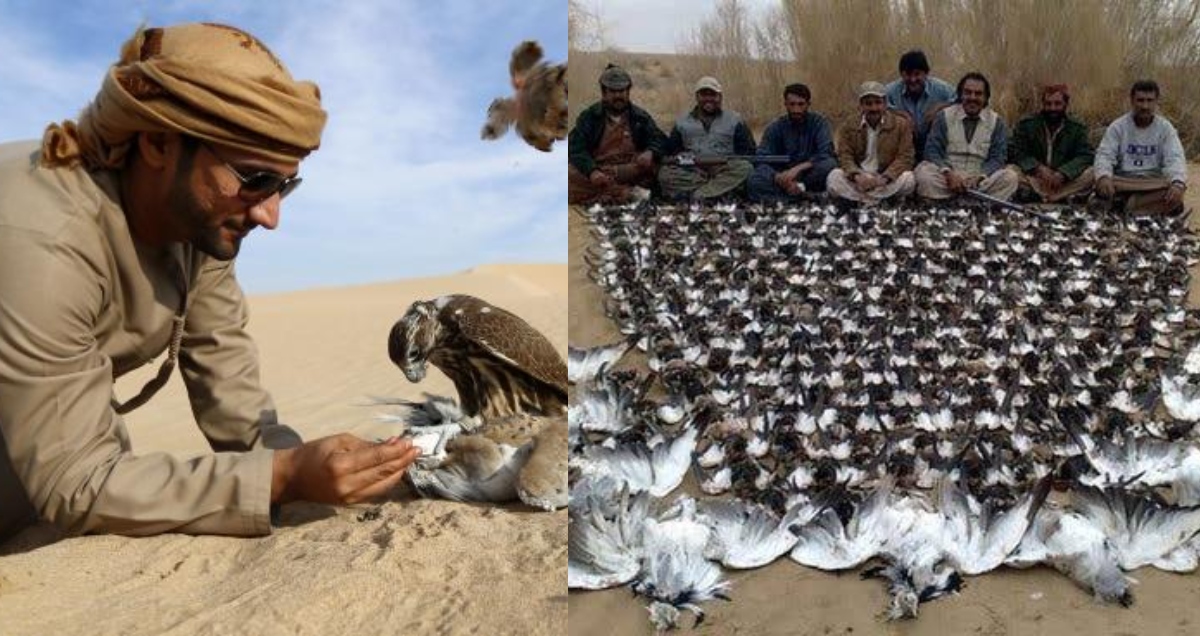 Qatari arrested hunting