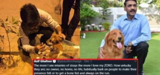 stray animals in pakistan