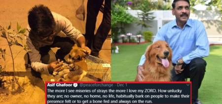 stray animals in pakistan