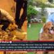 stray animals in pakistan
