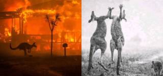australia wildfires