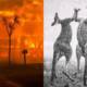 australia wildfires