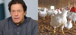 Pakistan's Poultry Sector